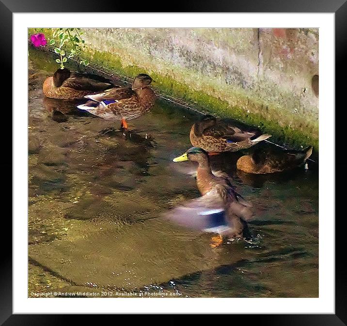 It´s A Ducks Life Framed Mounted Print by Andrew Middleton