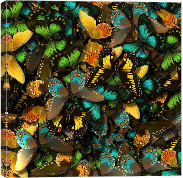 Butterflies Canvas Print by Stephanie Clayton