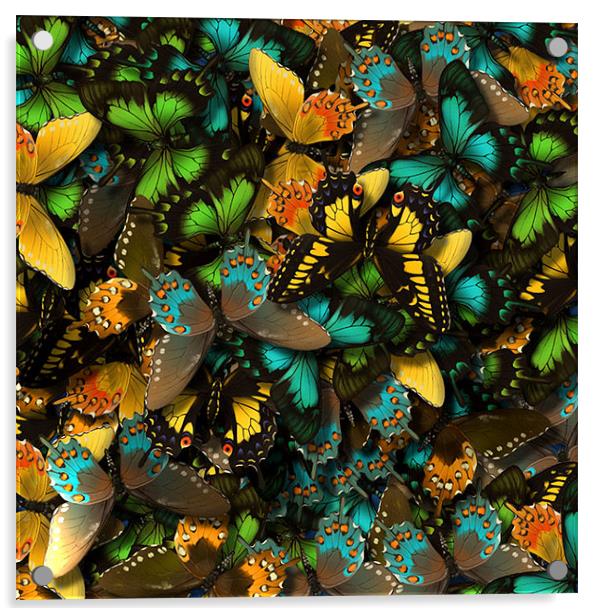 Butterflies Acrylic by Stephanie Clayton