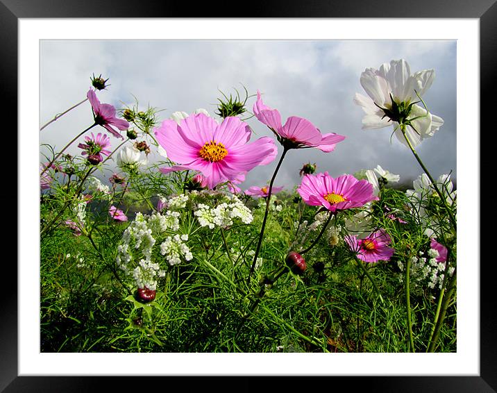 Summer Flowers Framed Mounted Print by barbara walsh
