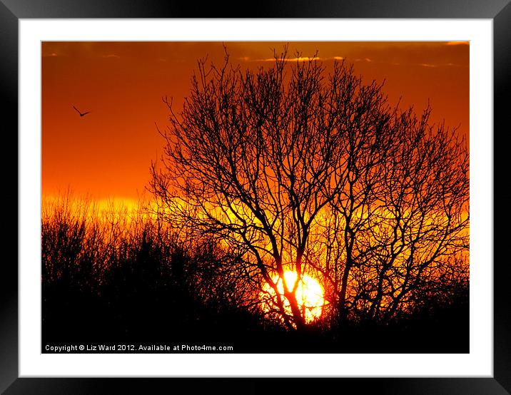 Sunset Tree Framed Mounted Print by Liz Ward