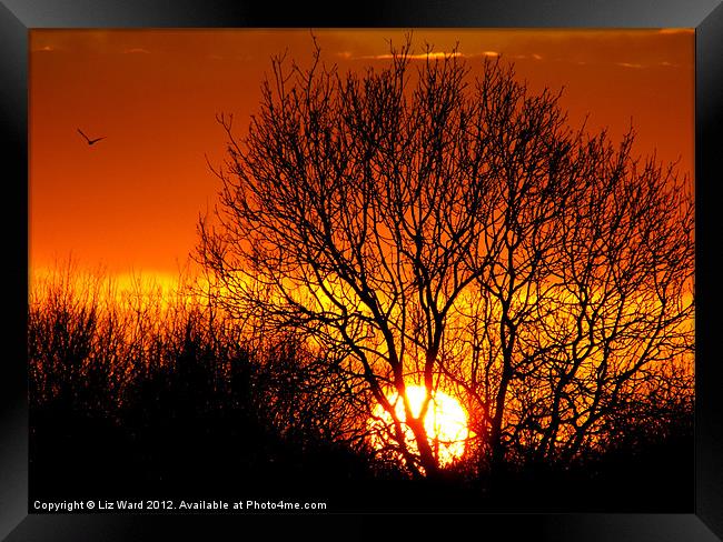 Sunset Tree Framed Print by Liz Ward