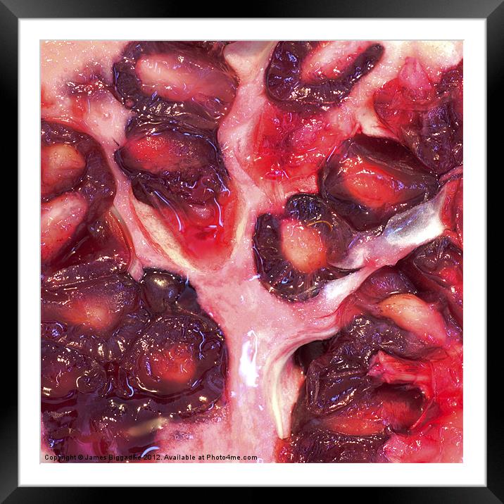 Pomegranate Tree Framed Mounted Print by J Biggadike