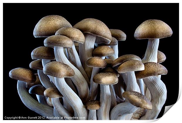 Brown Beech Mushrooms Print by Ann Garrett