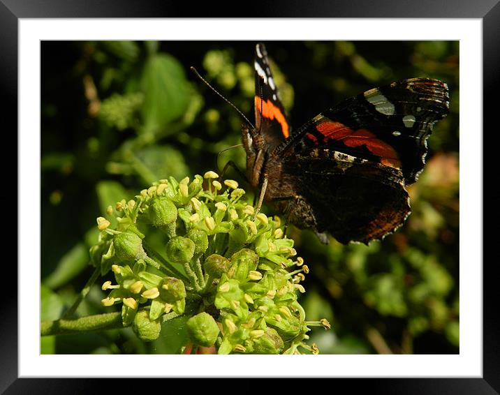 Pure Nectar Framed Mounted Print by Jack Jacovou Travellingjour