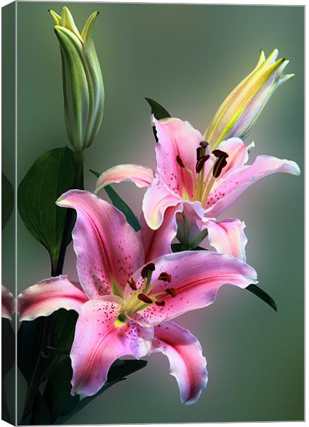 Stargazer Lily Flowers Canvas Print by Anthony Michael 