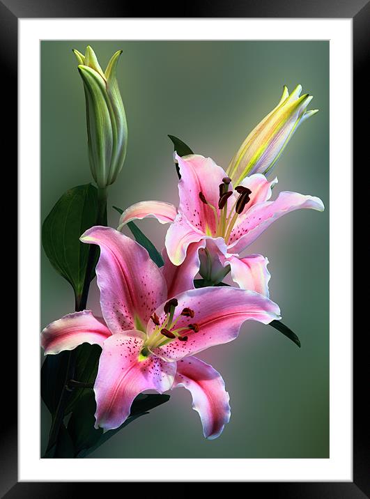 Stargazer Lily Flowers Framed Mounted Print by Anthony Michael 