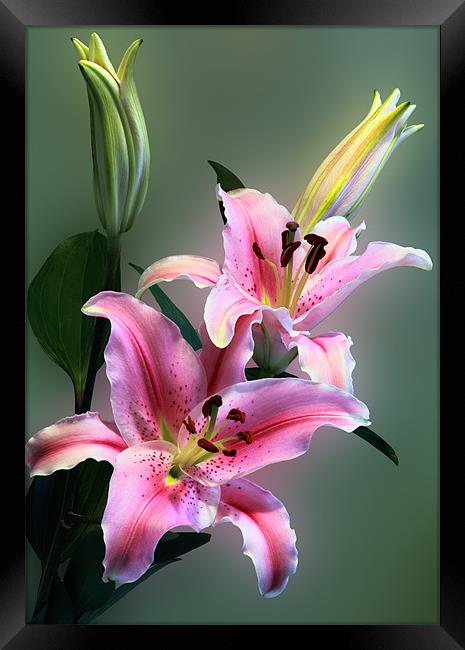 Stargazer Lily Flowers Framed Print by Anthony Michael 