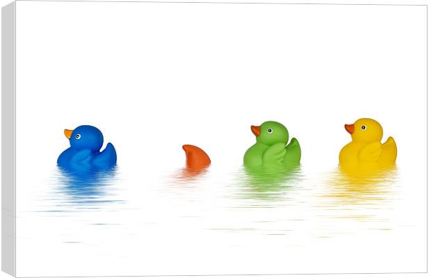 Rubber Ducks Canvas Print by Kevin Tate