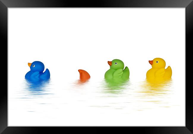 Rubber Ducks Framed Print by Kevin Tate