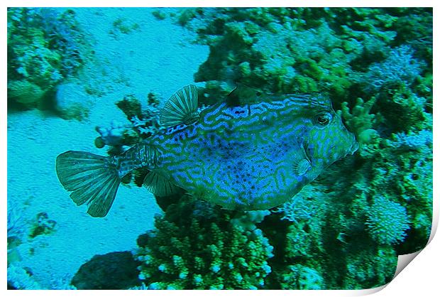 RED SEA BOX FISH Print by andy grayson