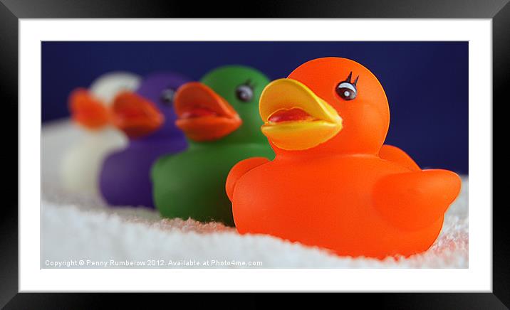 four colourful ducks Framed Mounted Print by Elouera Photography
