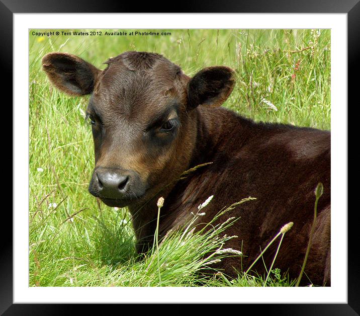 How Now Brown Cow Framed Mounted Print by Terri Waters