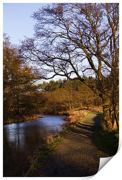 Gibside Walk Print by Northeast Images