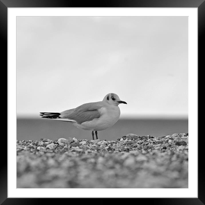 Lone Gull Framed Mounted Print by Donna Collett
