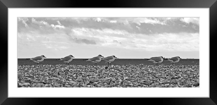 Row of Gulls Framed Mounted Print by Donna Collett