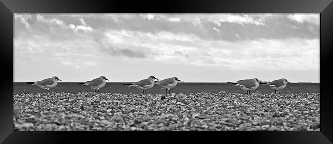 Row of Gulls Framed Print by Donna Collett