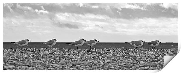Row of Gulls Print by Donna Collett