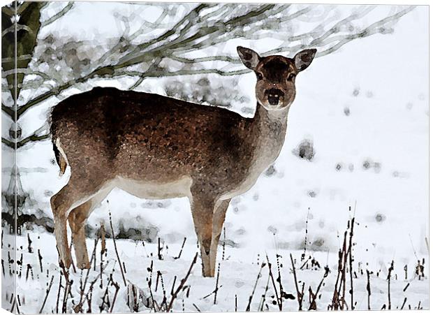 Deer in Wintertime Canvas Print by Bel Menpes