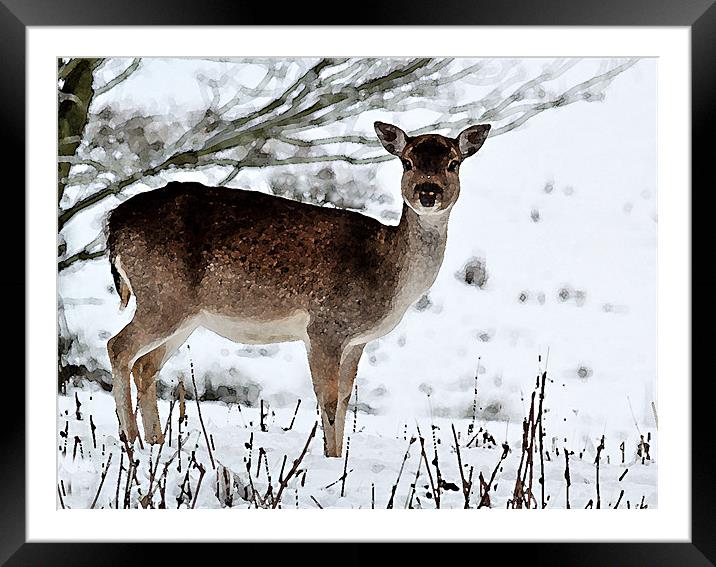 Deer in Wintertime Framed Mounted Print by Bel Menpes