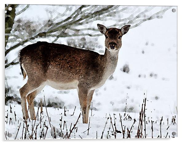 Deer in Wintertime Acrylic by Bel Menpes