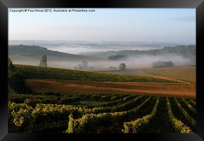 Mist over Cognac Vines Framed Print by Paul Amos