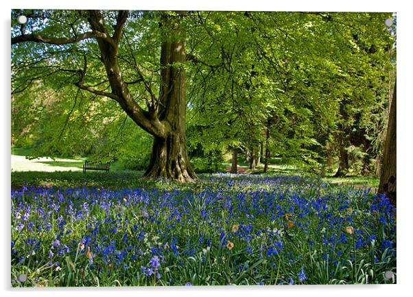 Bluebell Spring Acrylic by Trevor Kersley RIP