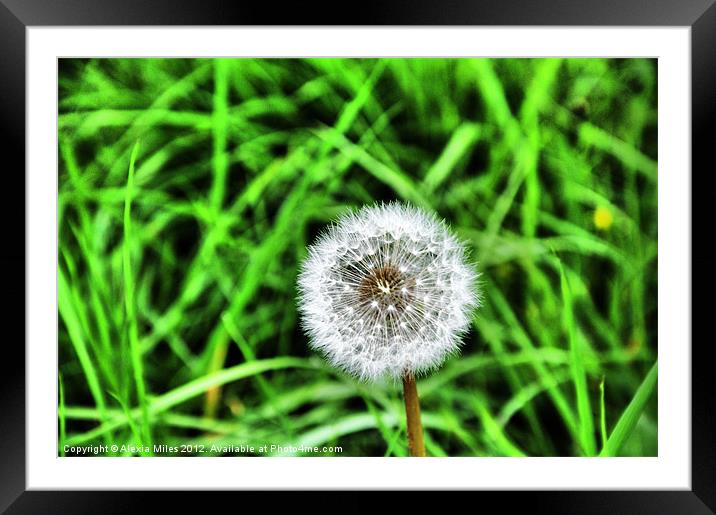 Danelion Framed Mounted Print by Alexia Miles