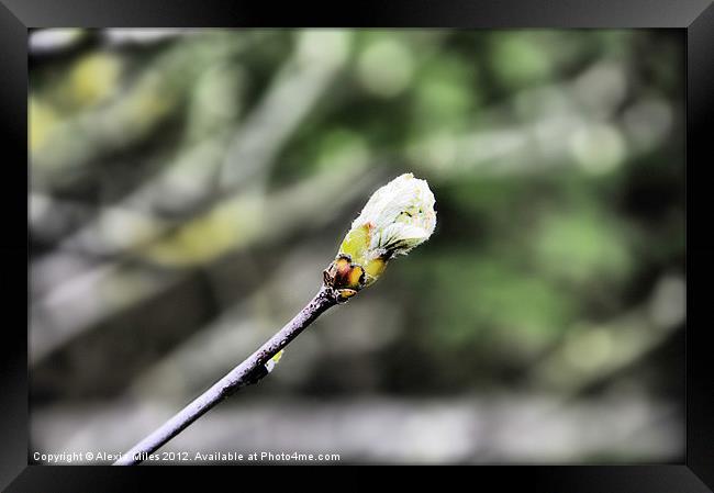 Lonely Bud Framed Print by Alexia Miles
