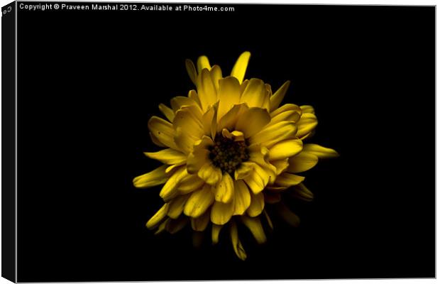 Chrysanthemum Canvas Print by Praveen Marshal