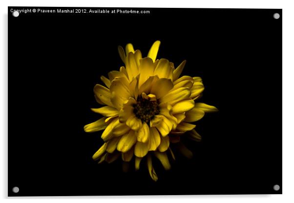 Chrysanthemum Acrylic by Praveen Marshal