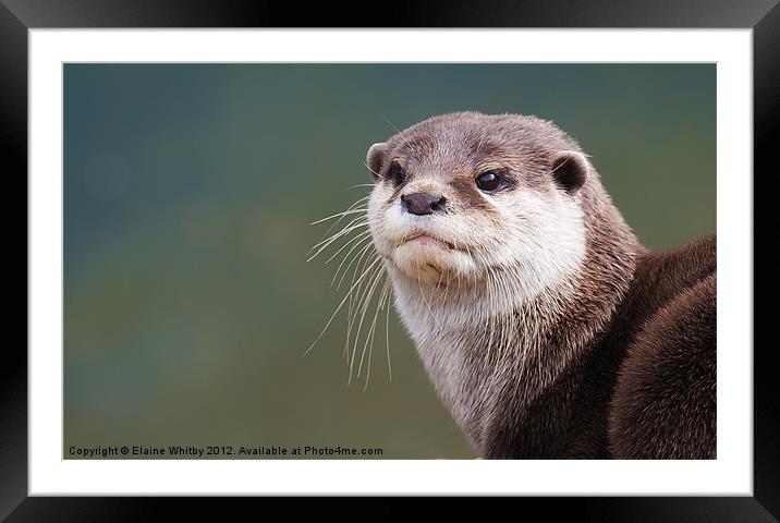 Otter (Amblonyx Cinereus Framed Mounted Print by Elaine Whitby