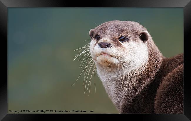 Otter (Amblonyx Cinereus Framed Print by Elaine Whitby