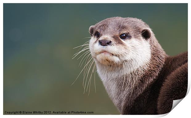 Otter (Amblonyx Cinereus Print by Elaine Whitby