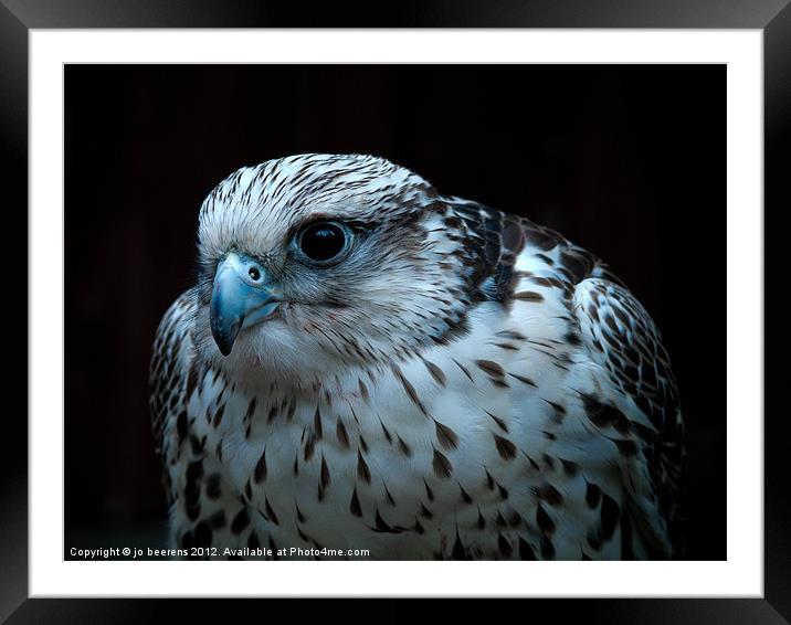 falcon Framed Mounted Print by Jo Beerens