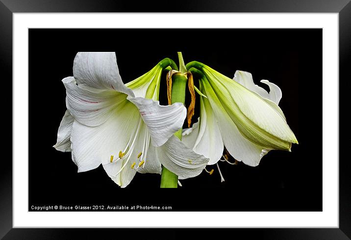 PETAL POWER Framed Mounted Print by Bruce Glasser