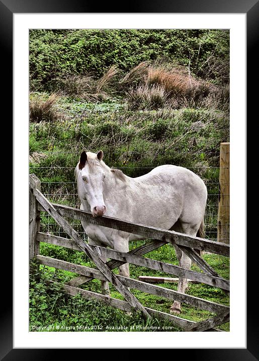 White Horse Framed Mounted Print by Alexia Miles