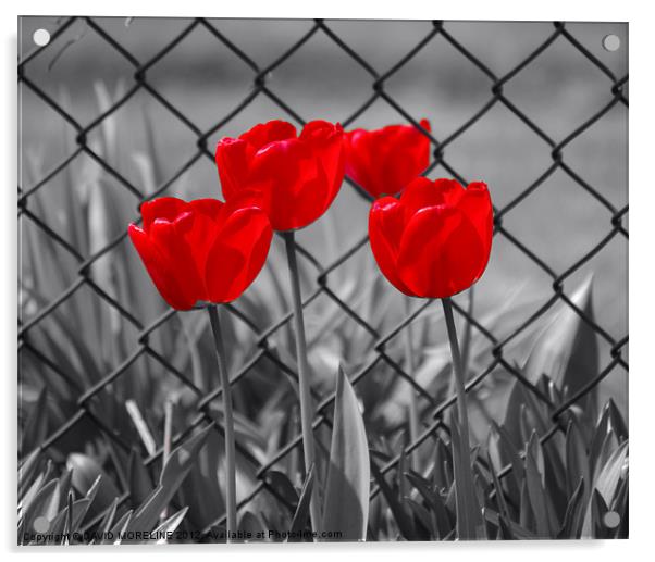 RED TULIPS Acrylic by David Moreline