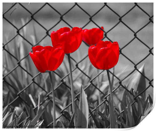 RED TULIPS Print by David Moreline
