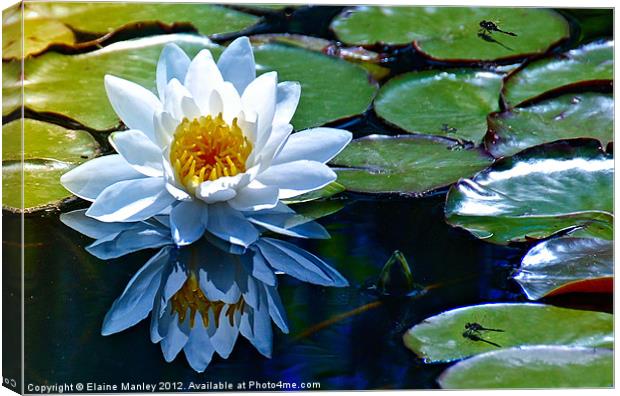 Lily  pads with a flower and Dragon Flies Canvas Print by Elaine Manley