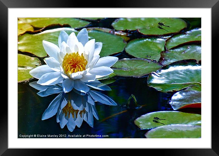 Lily  pads with a flower and Dragon Flies Framed Mounted Print by Elaine Manley