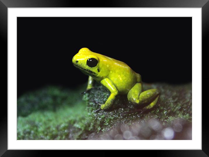 Poison Dart Frog Framed Mounted Print by Linda More