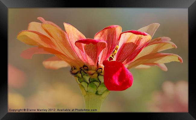 Cerbera Flower with an Attitude Framed Print by Elaine Manley