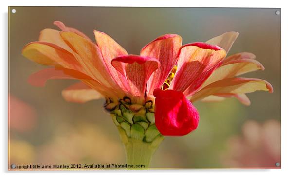 Cerbera Flower with an Attitude Acrylic by Elaine Manley