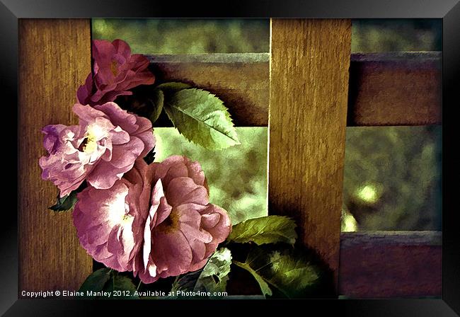 Vintages Rose Flowers on Trellis Framed Print by Elaine Manley