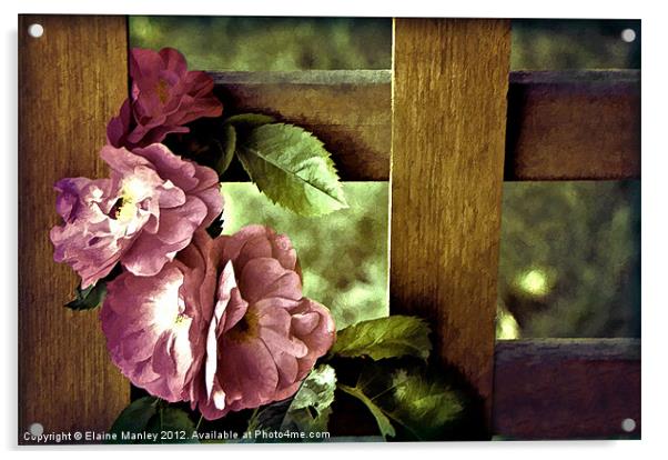 Vintages Rose Flowers on Trellis Acrylic by Elaine Manley
