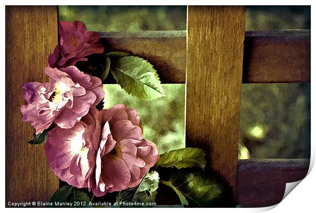 Vintages Rose Flowers on Trellis Print by Elaine Manley