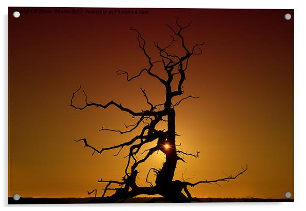 The Old Oak Tree Acrylic by Steve Adams