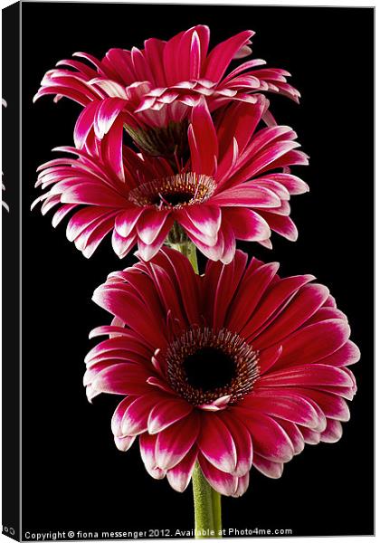 Triple Red Beauty Canvas Print by Fiona Messenger