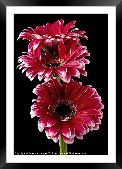 Triple Red Beauty Framed Mounted Print by Fiona Messenger